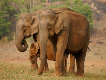 KERALA WILDLIFE TOUR